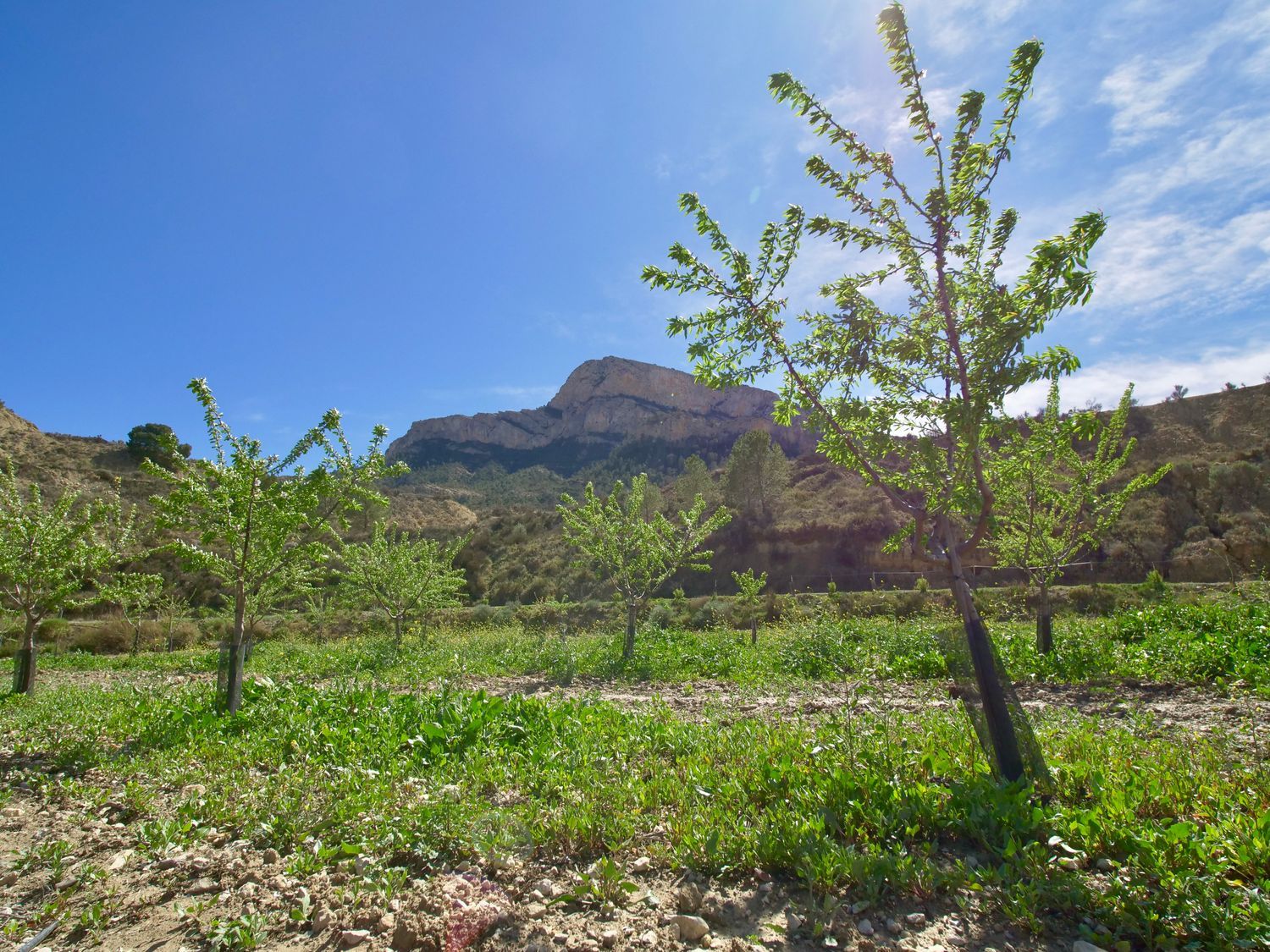 Casa independiente en Partida Almadrava, 1 - Foto 37