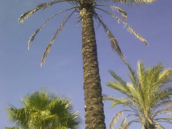 Casa independiente en calle Ceuta s/n - Foto 2