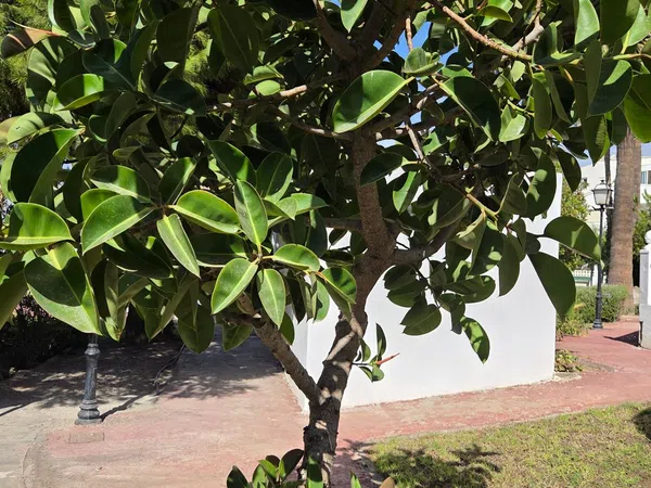 Piso en Paseo del Toyo, 138, Retamar, Retamar - Foto 33