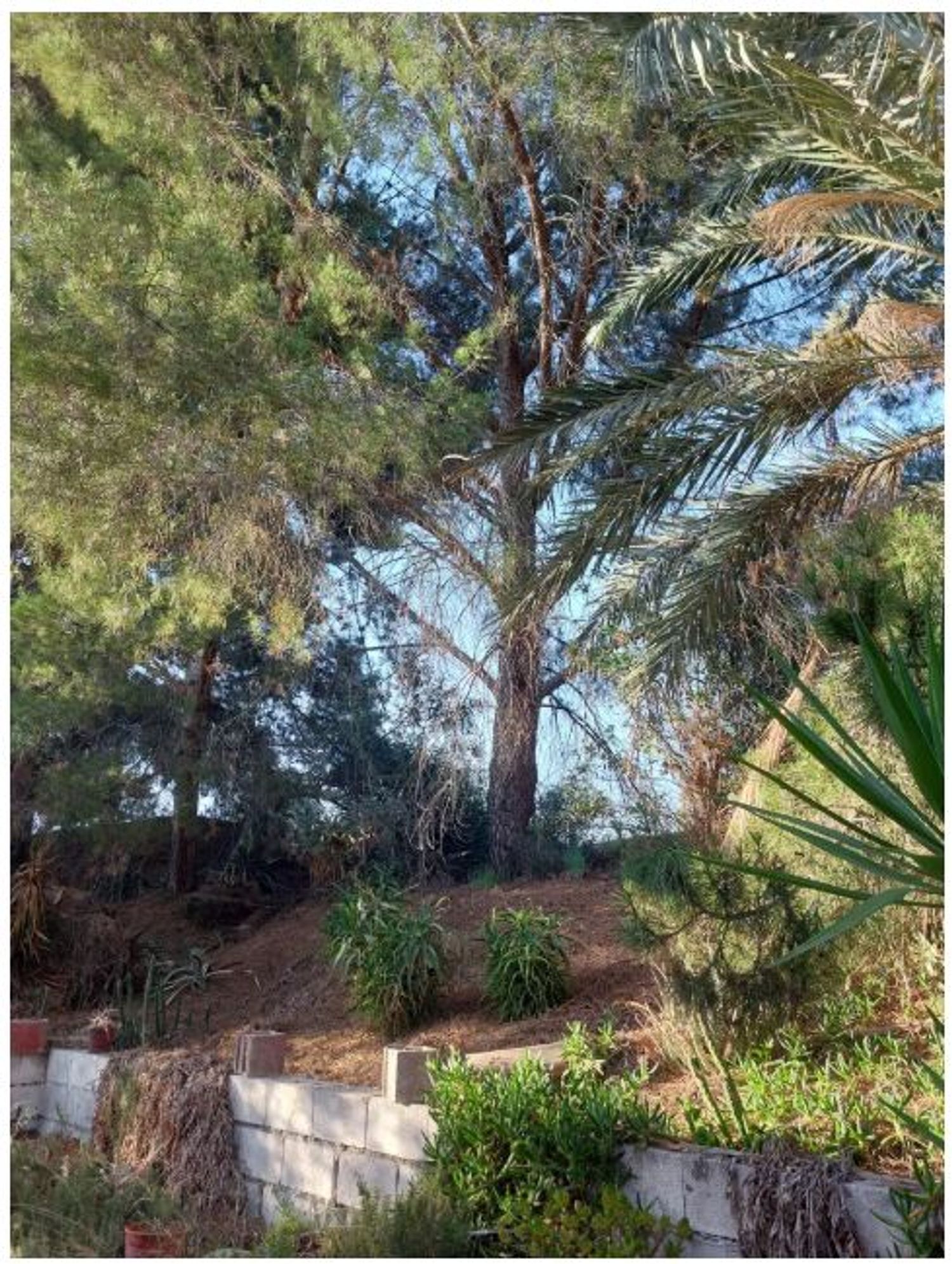 Cortijo en Cortijo en Rambla de Partaloa s/n - Foto 11