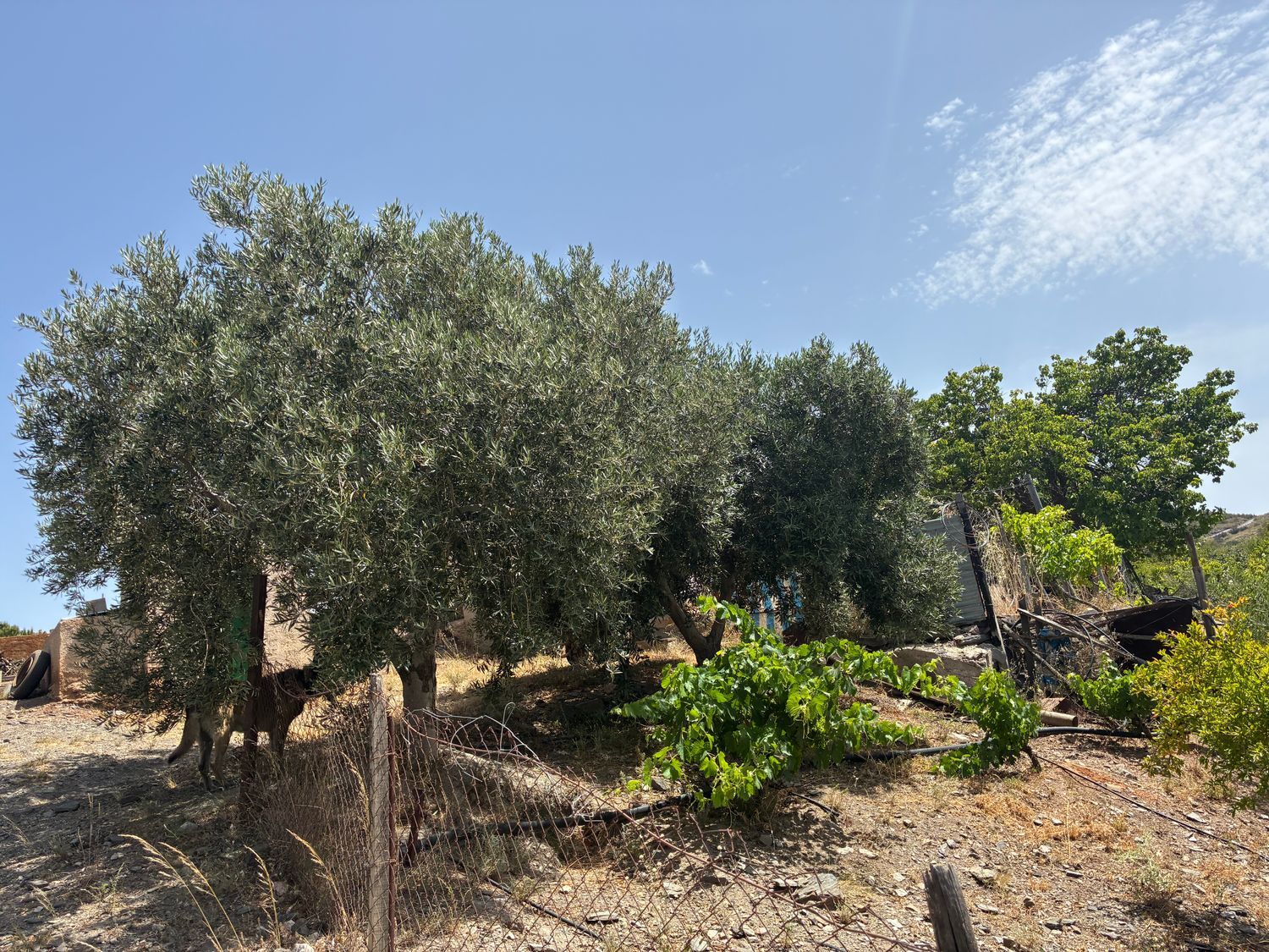 Cortijo en Cortijo en A-1178 s/n - Foto 14