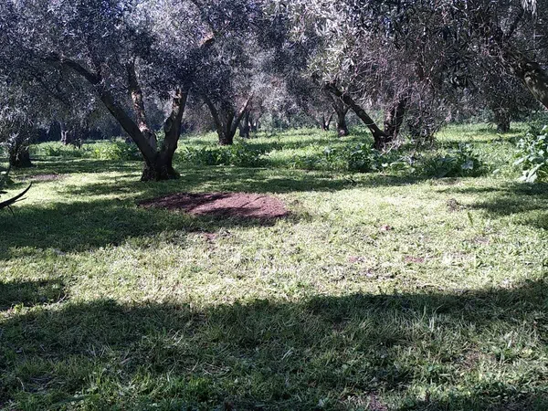 Casa rural en La Chacona, 6, Villanueva Golf, Villanueva Golf - Foto 10