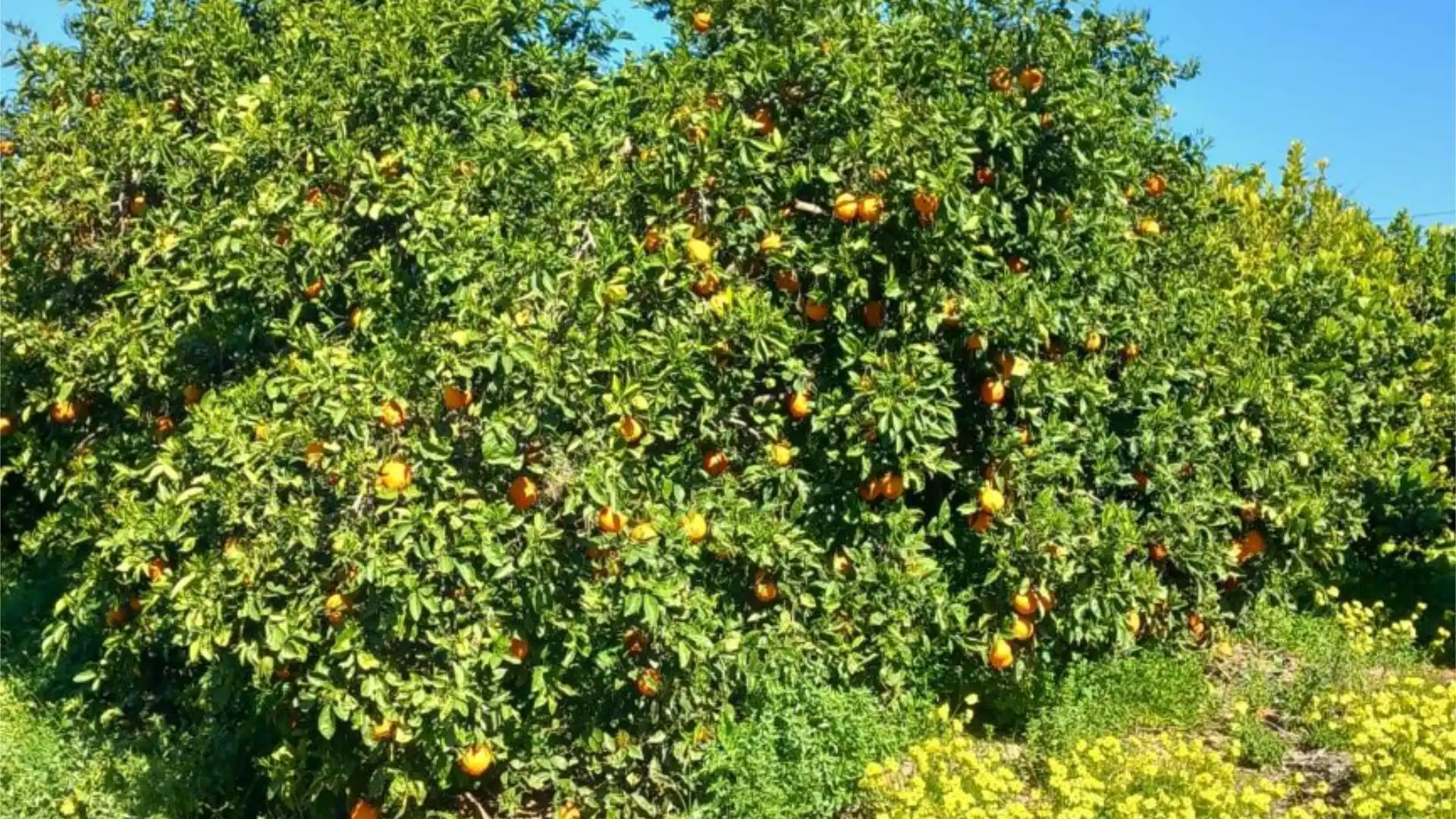 Piso en  Camino de Monteazahar 63 - Foto 6