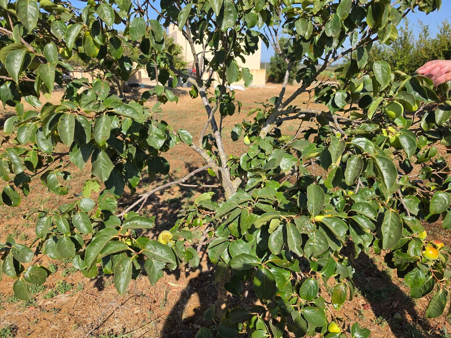 Finca rústica en Vereda de la Tarde, 3, Núcleo Urbano, Núcleo Urbano - Foto 28