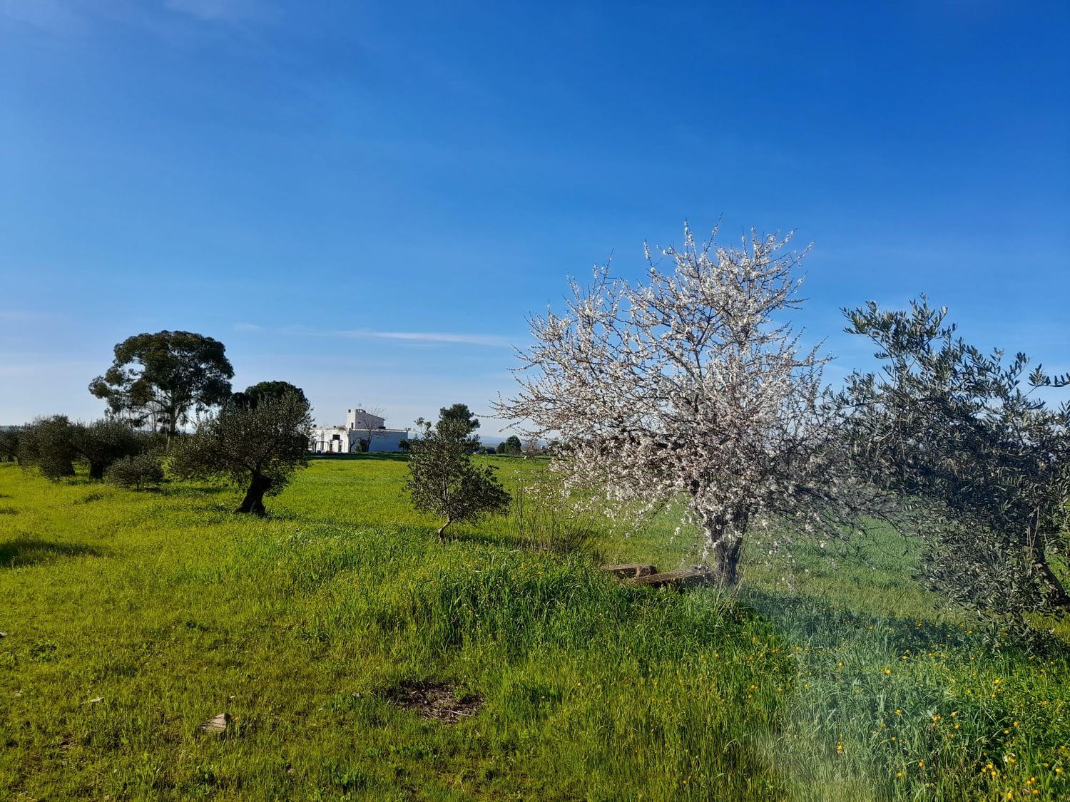 Cortijo en Ex-107 s/n - Foto 23