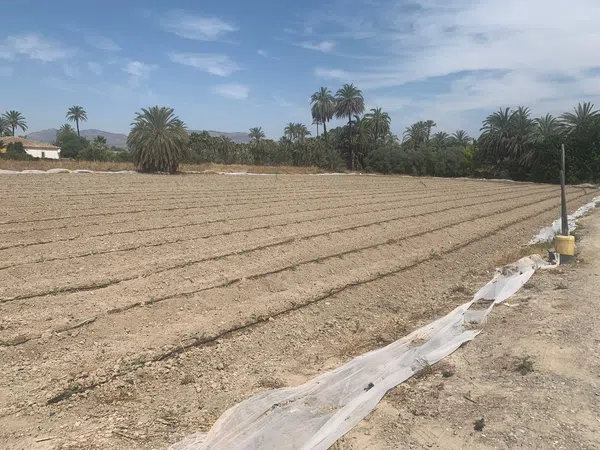 Finca rústica en Carretera de Elche a Casas del León, 30, Algoda-Matola-Llano de San José, Algoda-Matola-Llano de San José - Foto 10