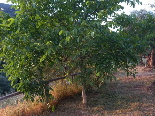 Finca rústica en Calle Abajo, 37 - Foto 27