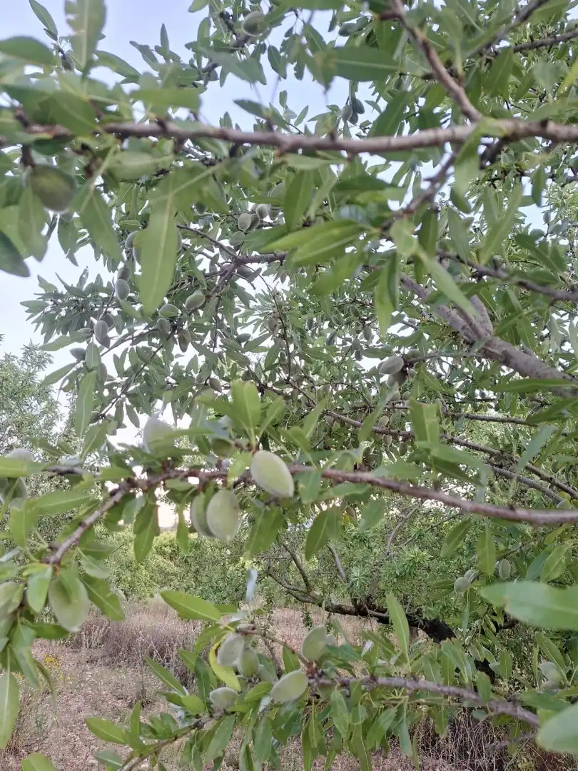 Finca rústica en  Camí Tossal Roig 30 - Foto 12