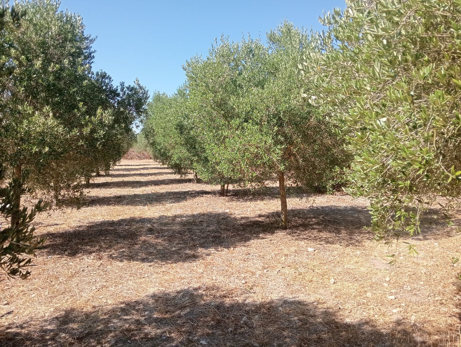 Finca rústica en Son santandreu, 541 - Foto 14
