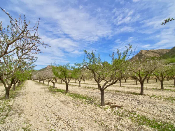 Casa independiente en Partida Almadrava, 1 - Foto 27