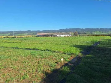 Finca rústica en  Carretera Palma del Río km 10 - Foto 5