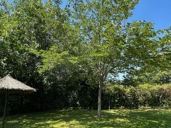 Piso en Calle Isaac Albéniz, 87, Golf - El Carralero - Foto 13