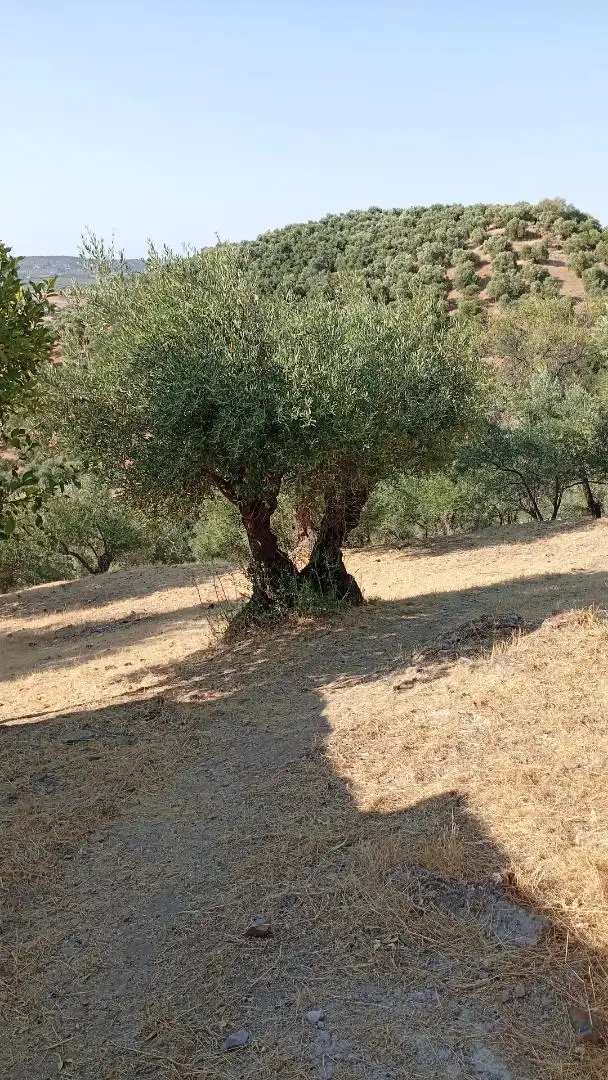 Finca rústica en  Calle de Antonio Machado 29 - Foto 11