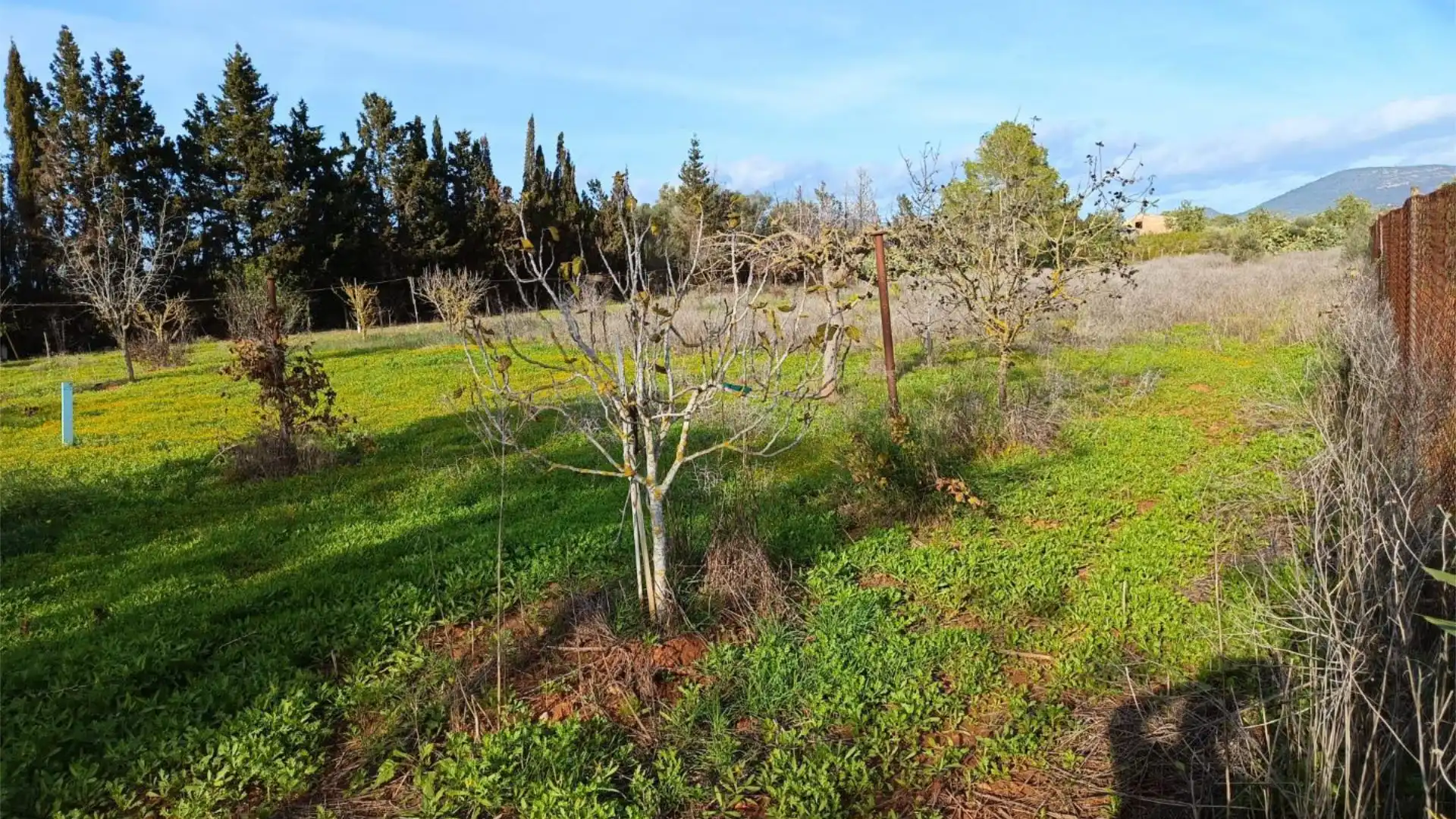 Finca rústica en  Camí Vell de Cala Pi 41 - Foto 2