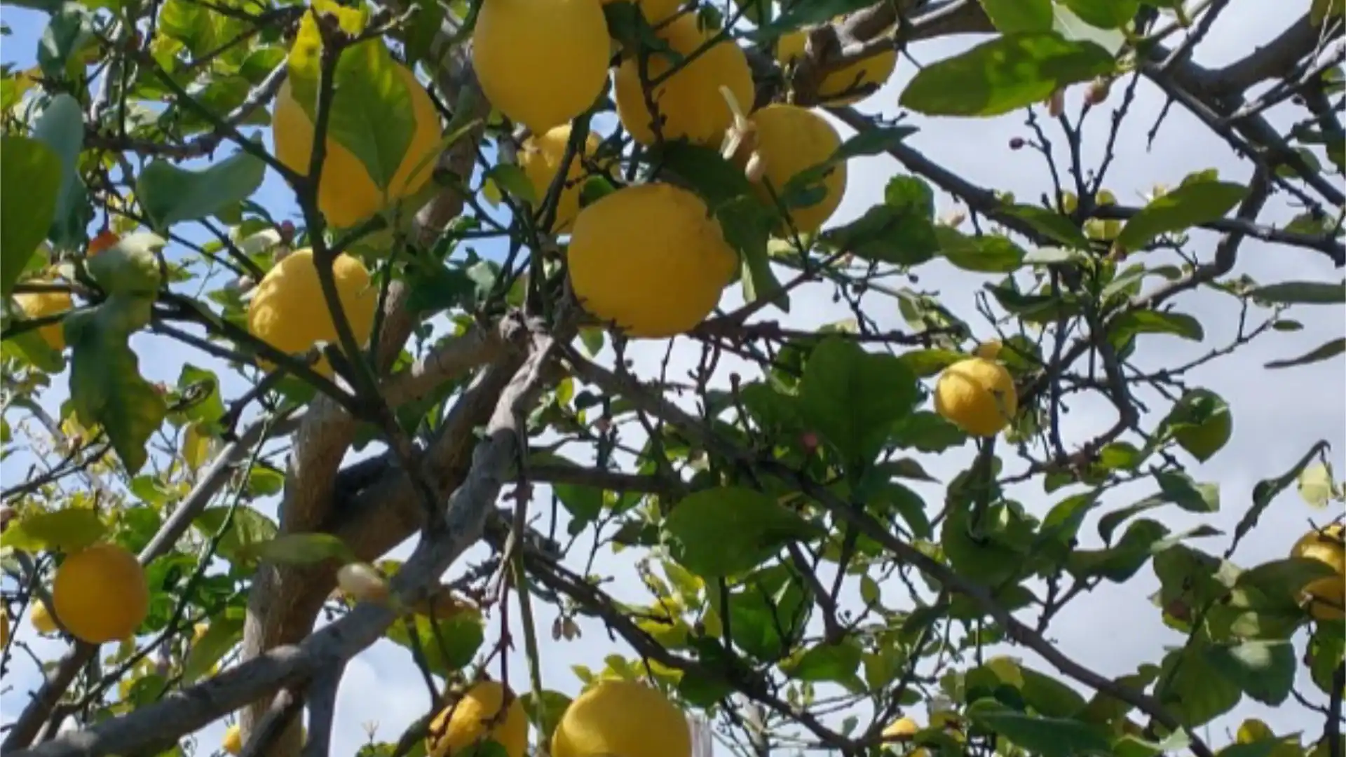 Chalet en  Calle las Buganvillas 27 - Foto 51