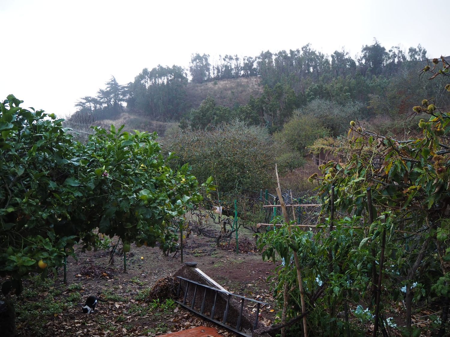 Casa independiente en calle el Sino, 37 - Foto 17