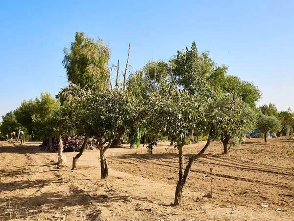 Finca rústica en Camino de la Mata s/n - Foto 2