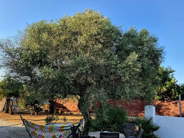 Finca rústica en Coria del Río - Foto 16