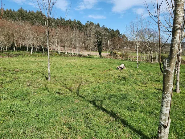 Finca rústica en Piolla s/n - Foto 6