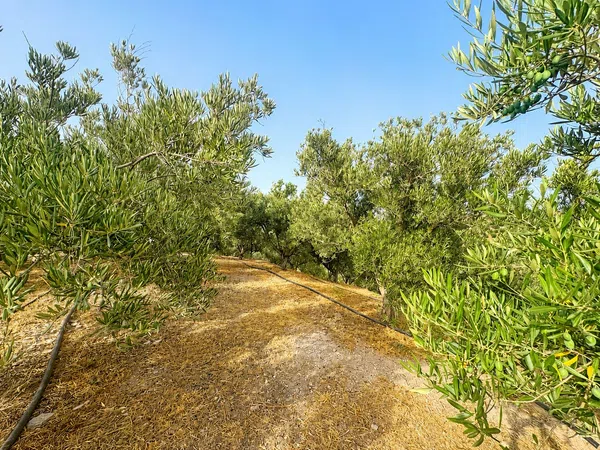 Casa rural en Lanjaron, 1 - Foto 1