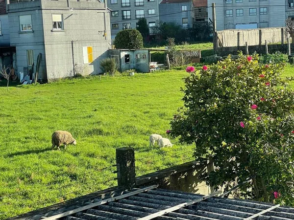 Piso en Camino Telleira, 32, Castrelos - Sárdoma, Castrelos - Sárdoma - Foto 4