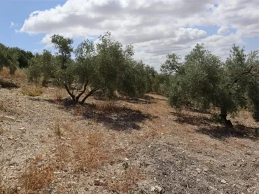 Finca rústica en  Poligono 164 464 - Foto 4