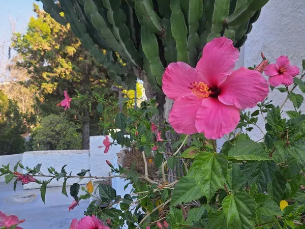Ático en Calle Austria, 301, Pueblo Español - Coveta Fumá, Pueblo Español - Coveta Fumá - Foto 22