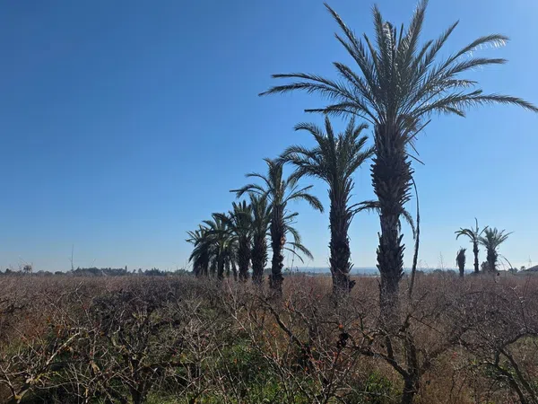 Casa independiente en camino de les Cases Juntes, 100 - Foto 3