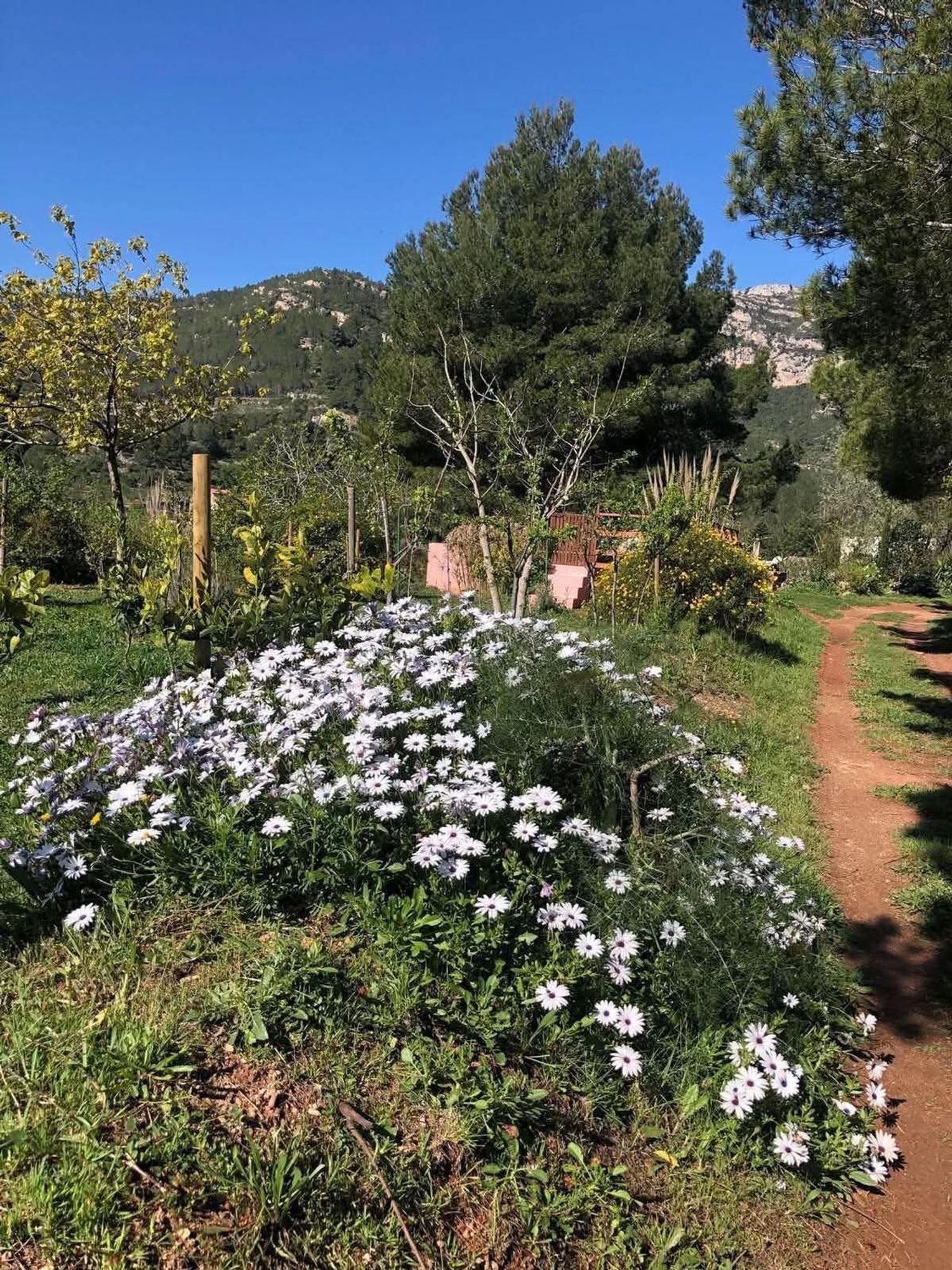 Finca rústica en Partida Planas, 16 - Foto 40