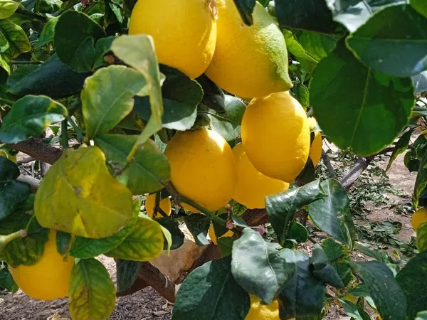 Casa independiente en Urb. rio park Valle del Sol - Rio Park - Foto 33