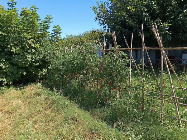 Cortijo en Cortijo en Partida Poligono 22, 220, Zona Llombai, Zona Llombai - Foto 23