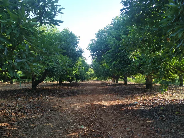 Finca rústica en Lugar Albuqueria, 1 - Foto 7