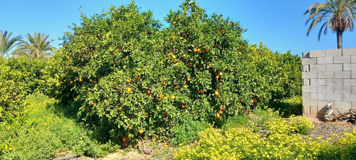 Finca rústica en calle Don Adrián, 1506 - Foto 2