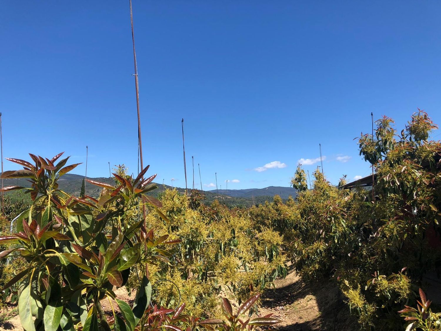 Finca rústica en Vega de granados 5, 5 - Foto 5