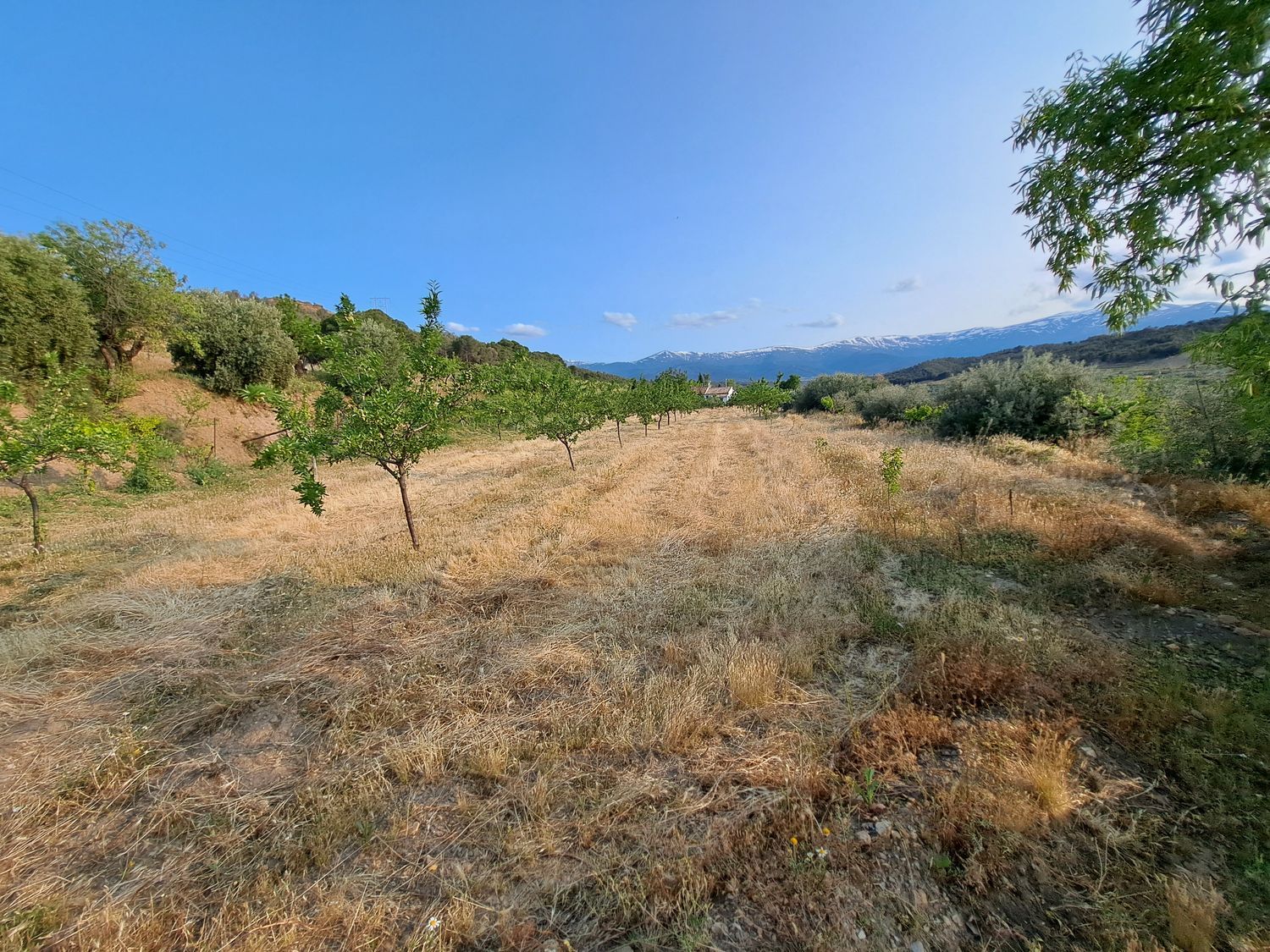 Cortijo en Camino del Castañar s/n - Foto 34
