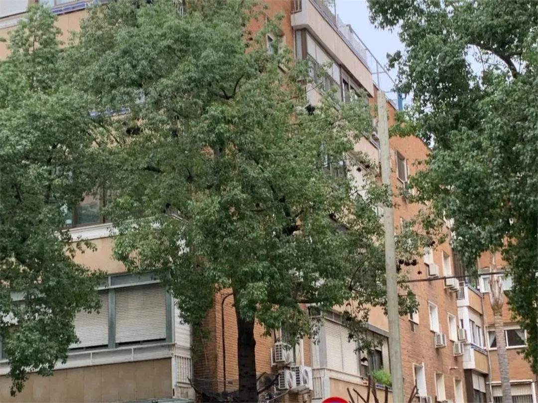 Piso en  Calle Felipe II 17 - Foto 3