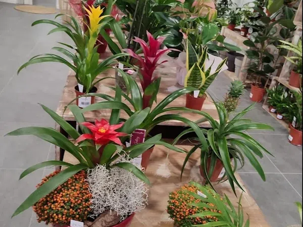 Local en Floristería en Eixample, Eixample - Foto 5