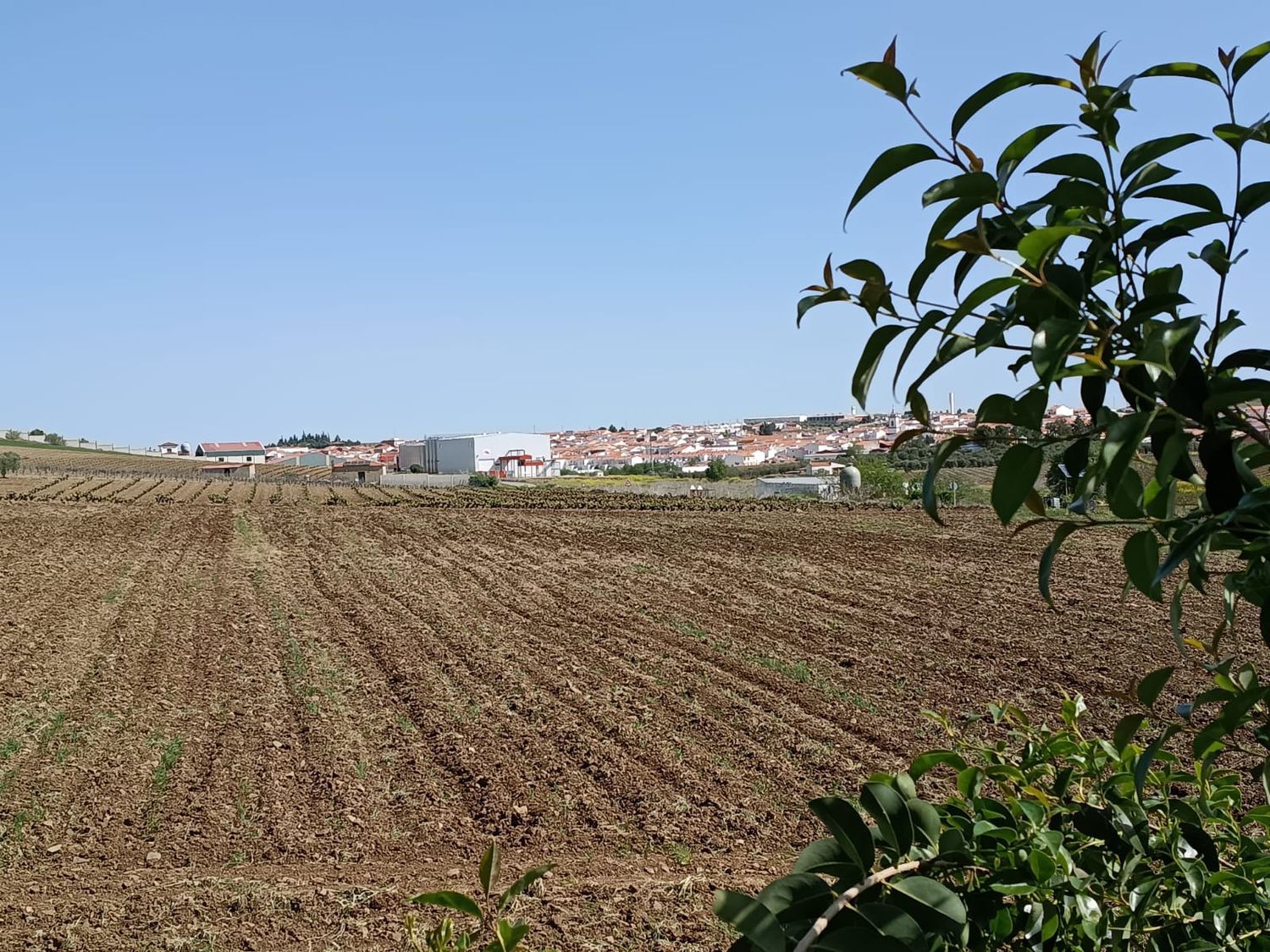 Finca rústica en Carretera los Santos de Maimona, 10 - Foto 6