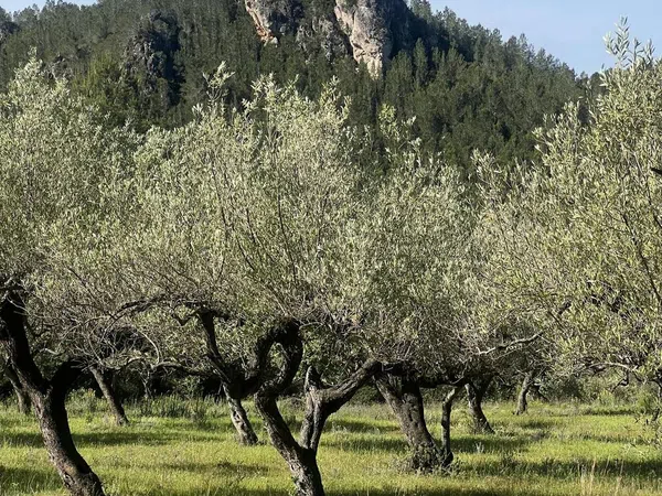 Casa rural en Camino del Taix s/n - Foto 28