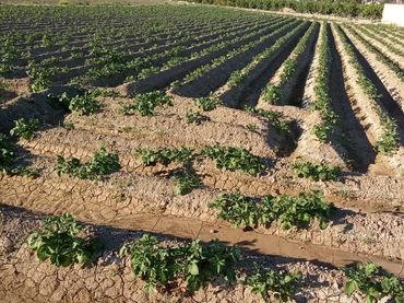 Finca rústica en  Carril de los Murcia 5 - Foto 10