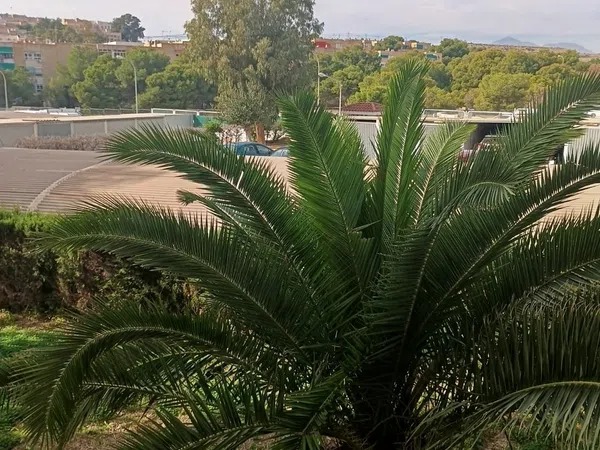 Piso en Poeta Salvador Selles, 8 - Foto 11